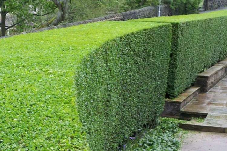 POTATURA SIEPI LADISPOLI