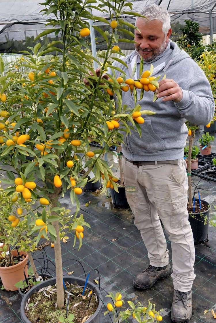 Kumquart il mandarino cinese