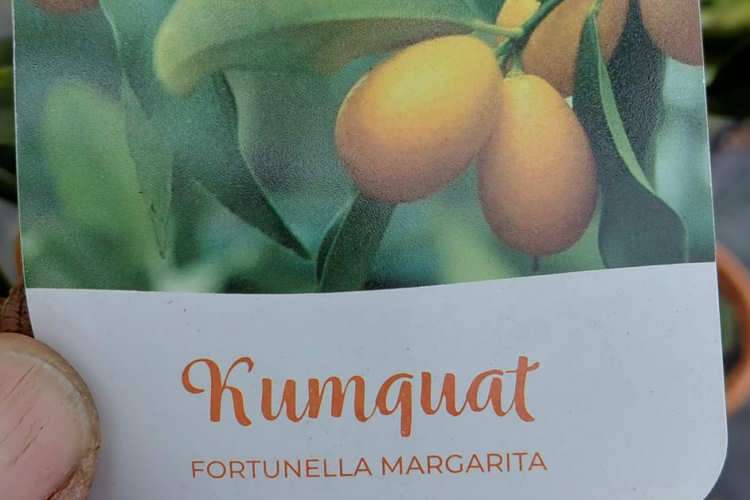 Kumquart