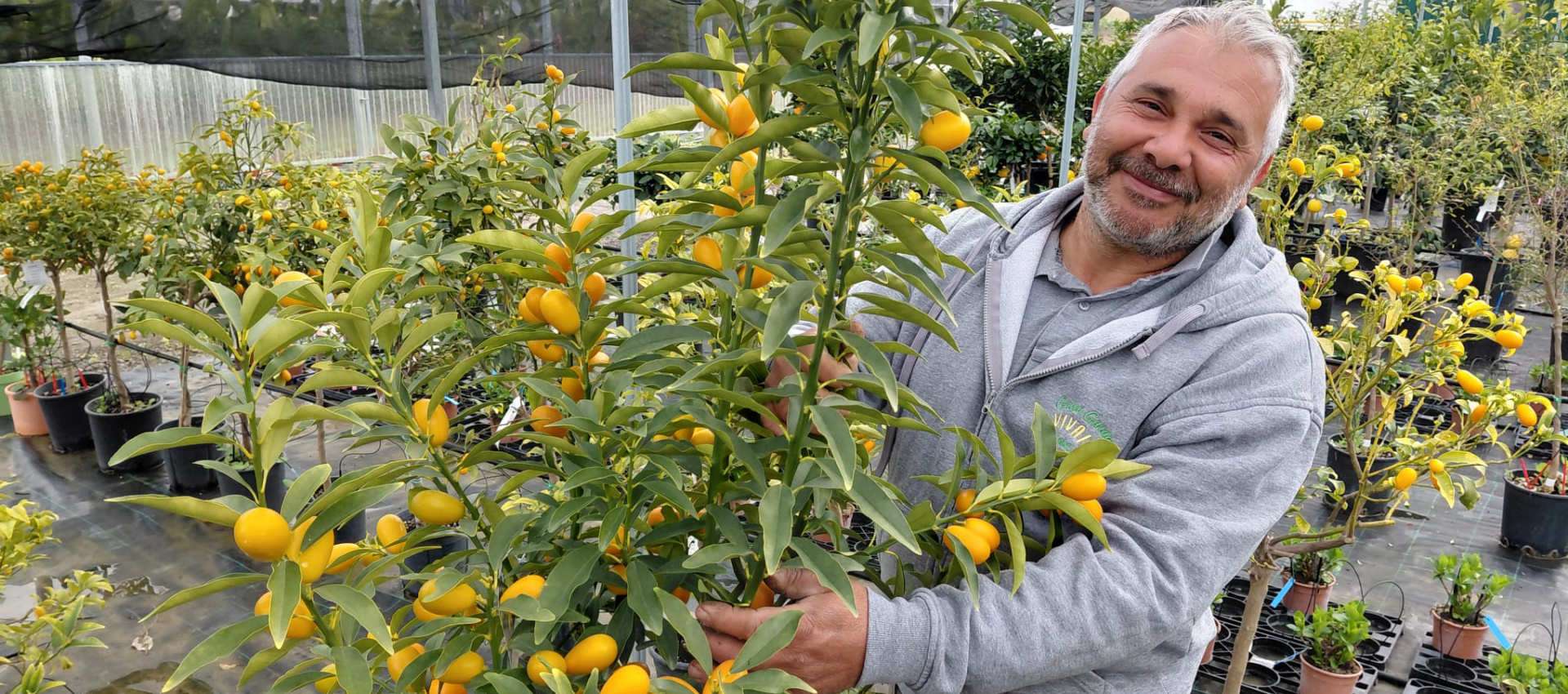 Kumquat mandarino cinese