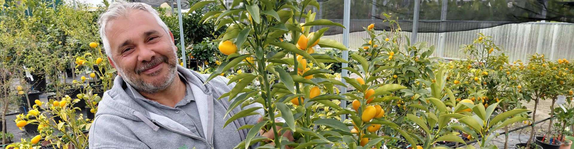 Kumquat mandarino cinese