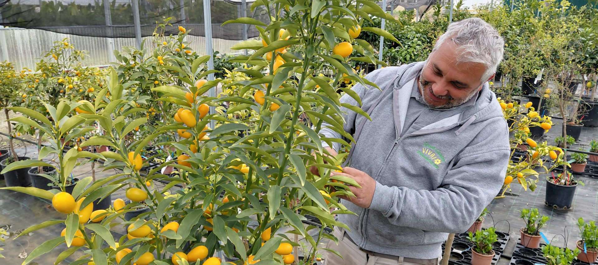 Kumquat mandarino cinese
