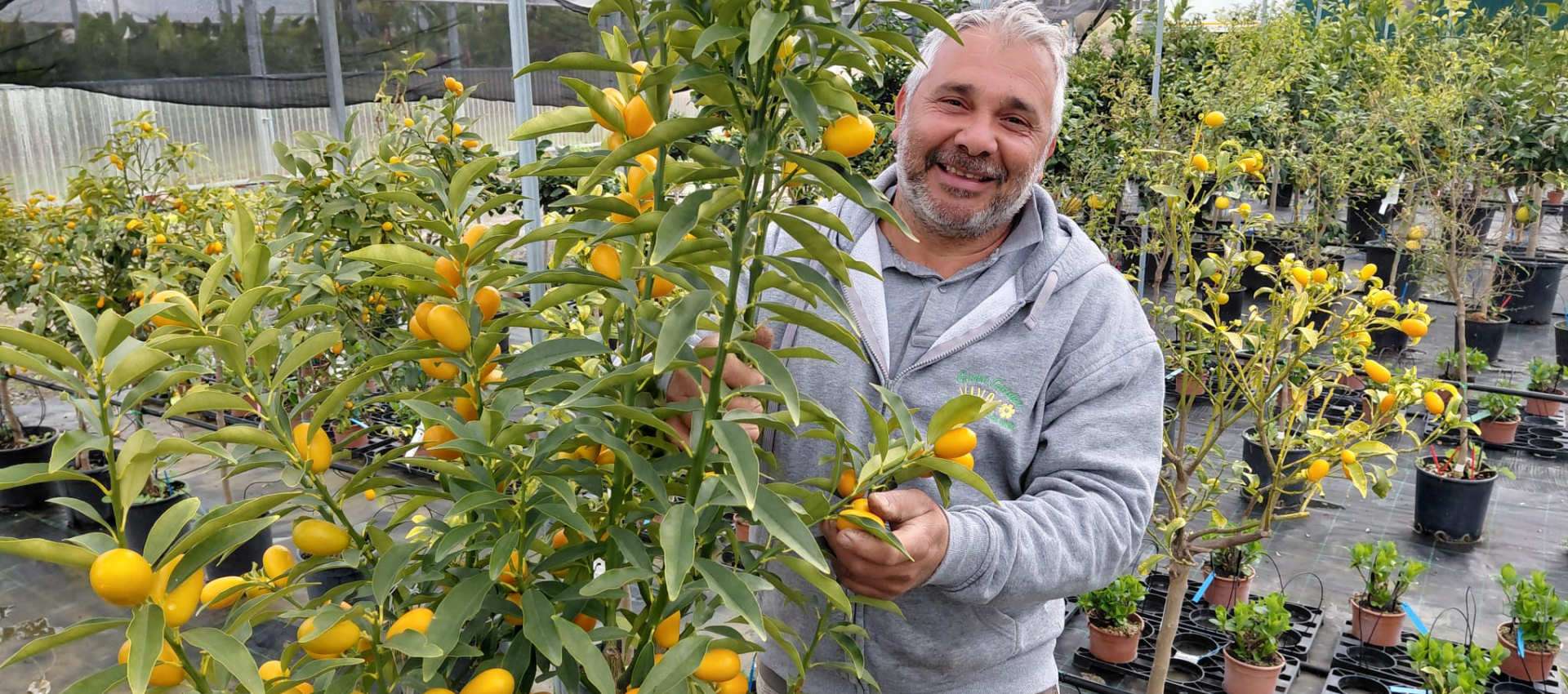 Kumquat mandarino cinese