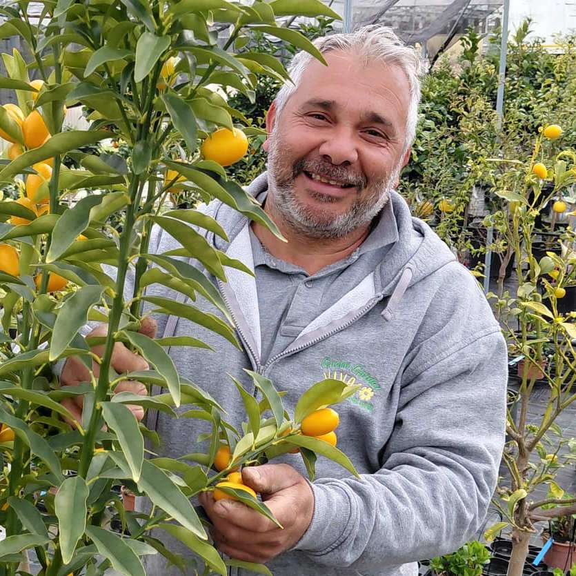 Kumquat mandarino cinese