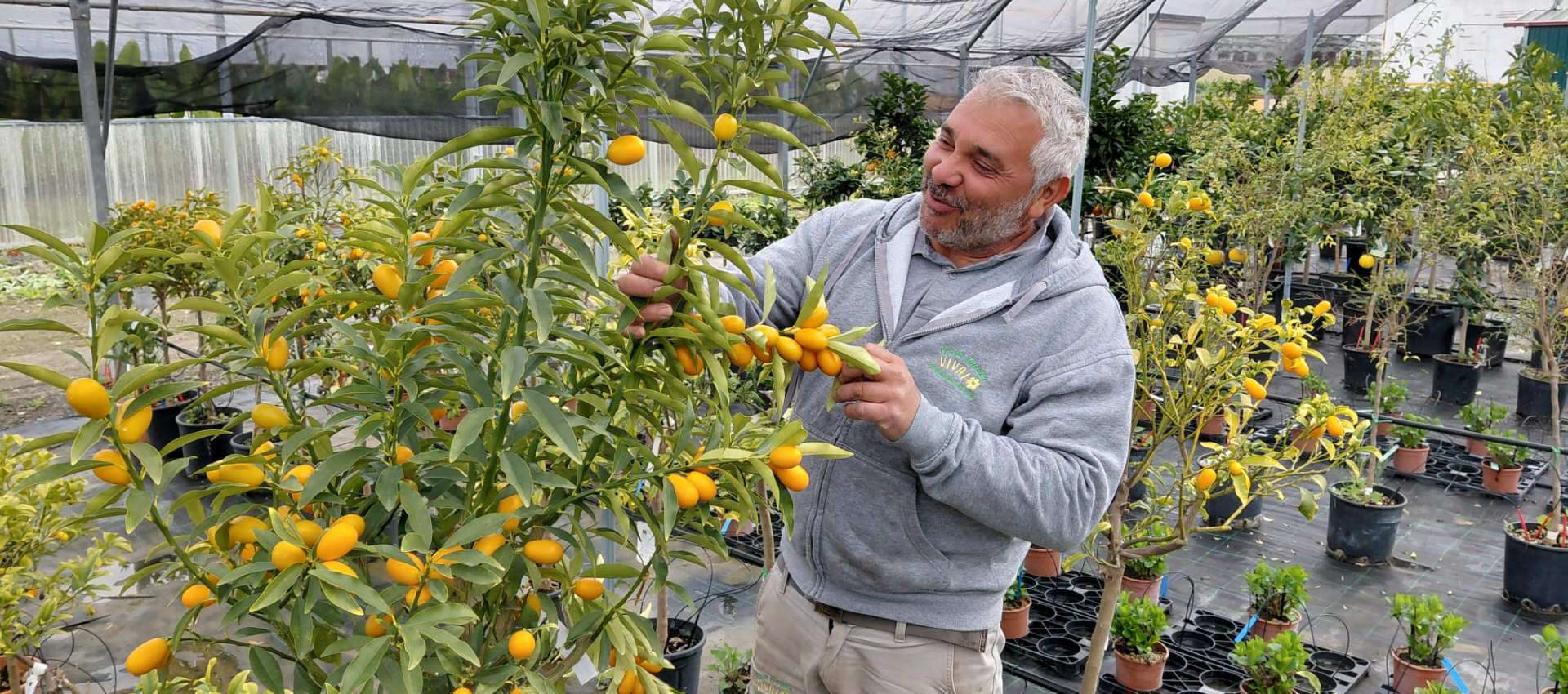 Kumquat mandarino cinese