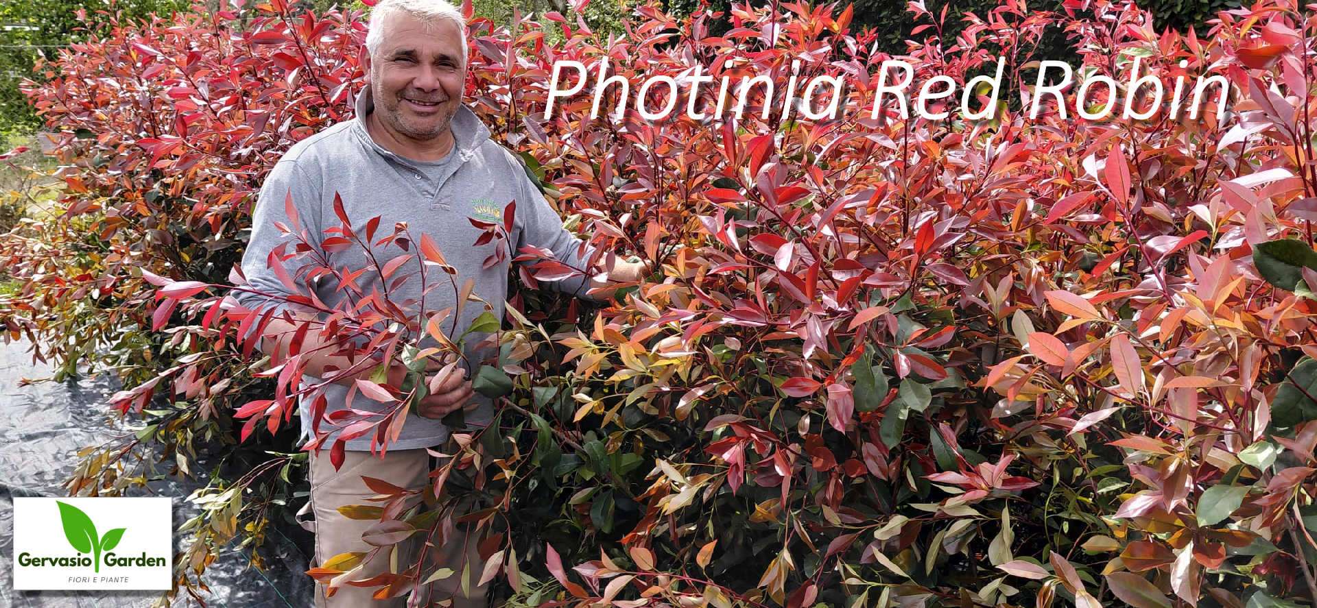Photinia