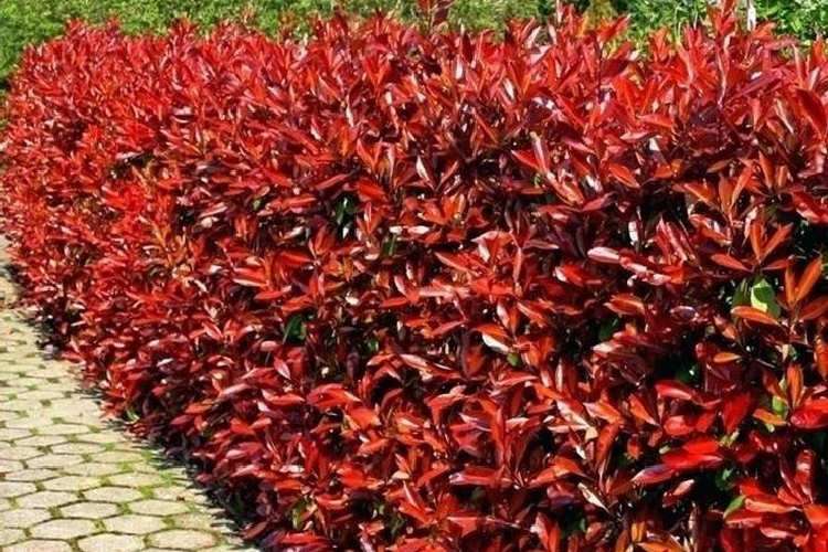 Photinia