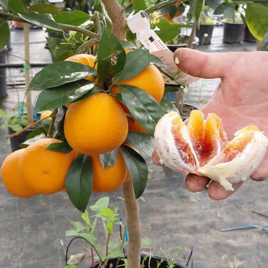 coltivazione dell'arancio