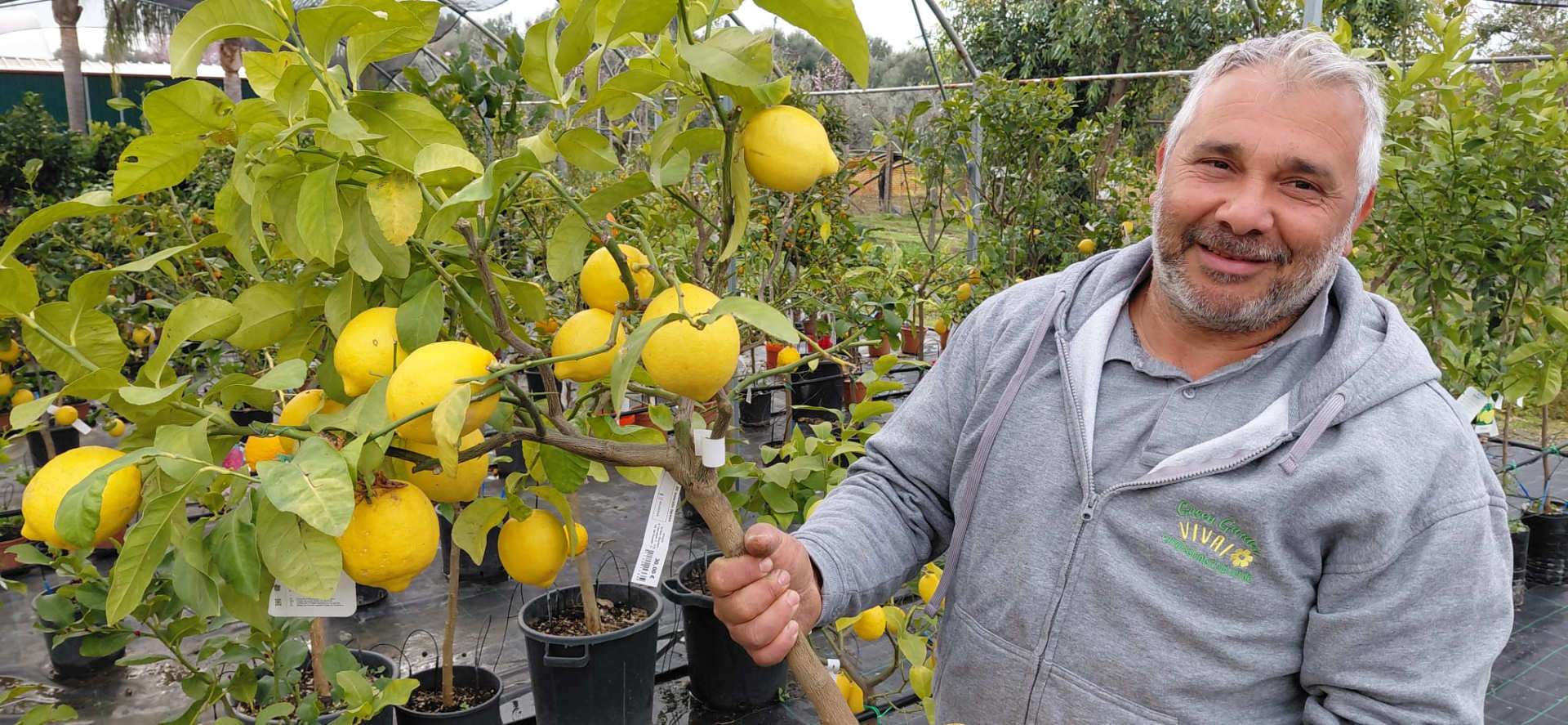 limone rifiorente sorrentino