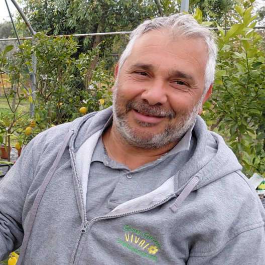 limone rifiorente sorrentino