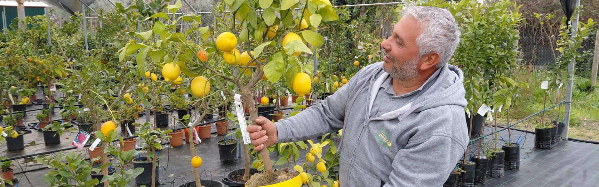 limone rifiorente sorrentino