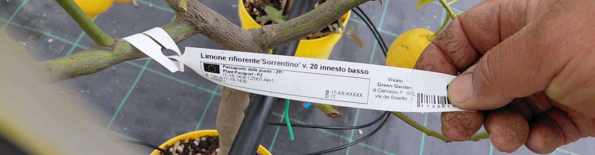 limone rifiorente sorrentino