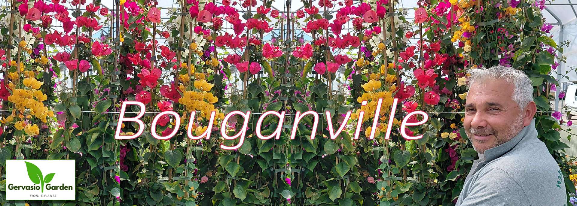 Bouganville