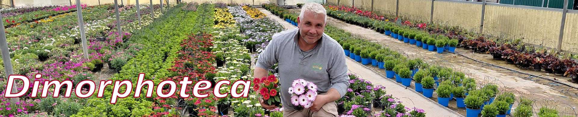 Dimorphoteca