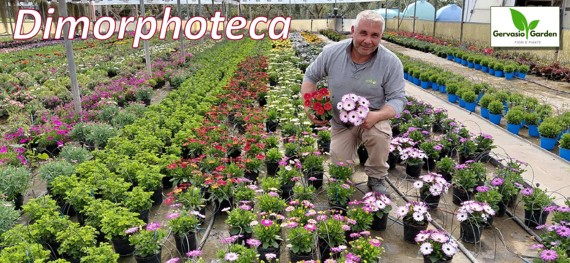 Dimorfoteca o Dimorphoteca