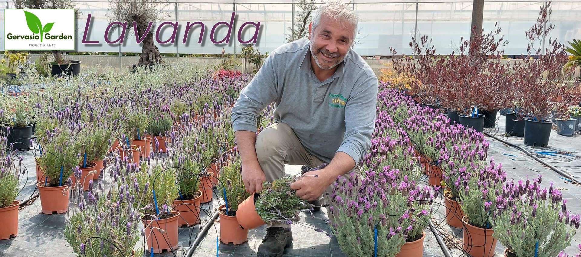 Lavanda
