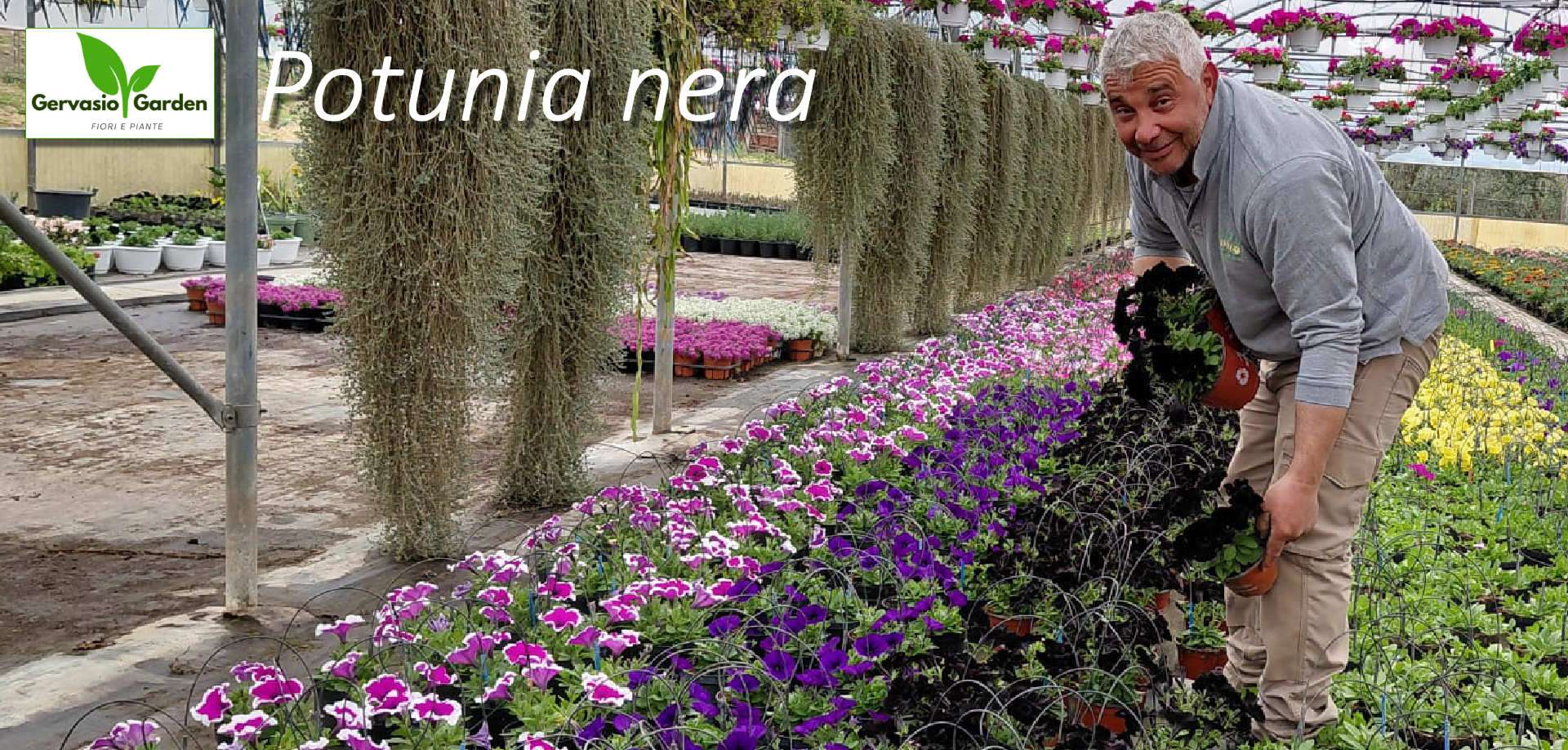 Potunia nera