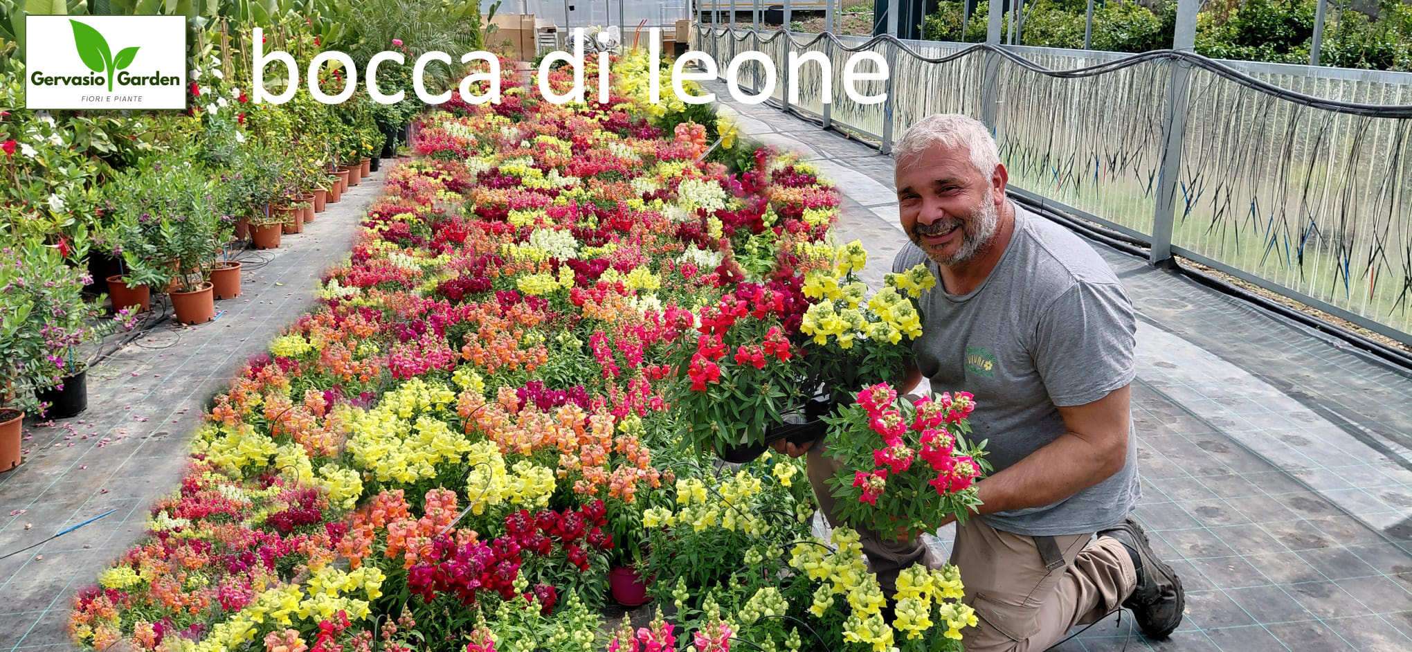 bocca di leone