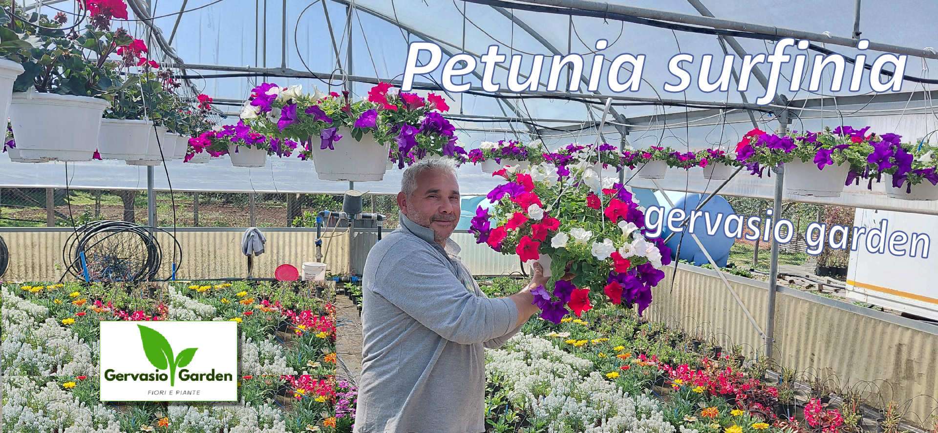 petunia surfinia